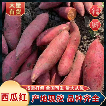 【西瓜红】湖北西瓜红红薯规格齐全产地直发量大从优