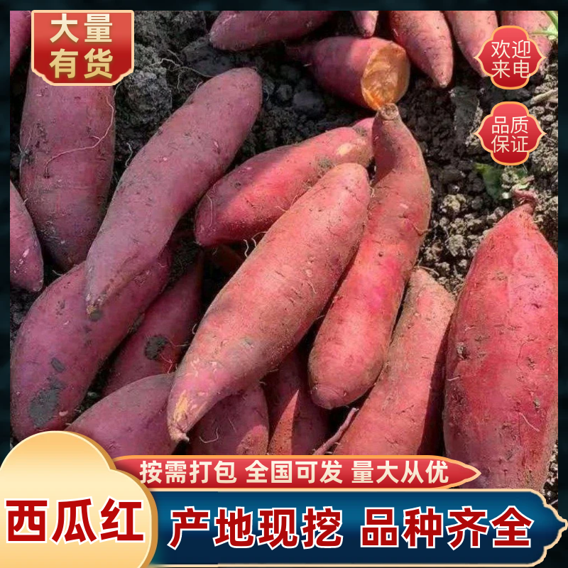 【西瓜红】湖北西瓜红红薯规格齐全产地直发量大从优
