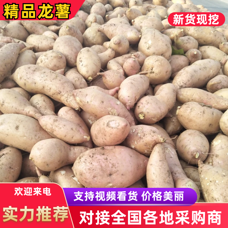 湖北龙薯9号大量上市货源充足每天现挖现发！价格优惠
