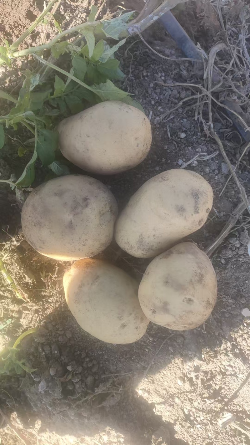内蒙古土豆太和土豆产地直发货源充足品种齐全质量保证发全国