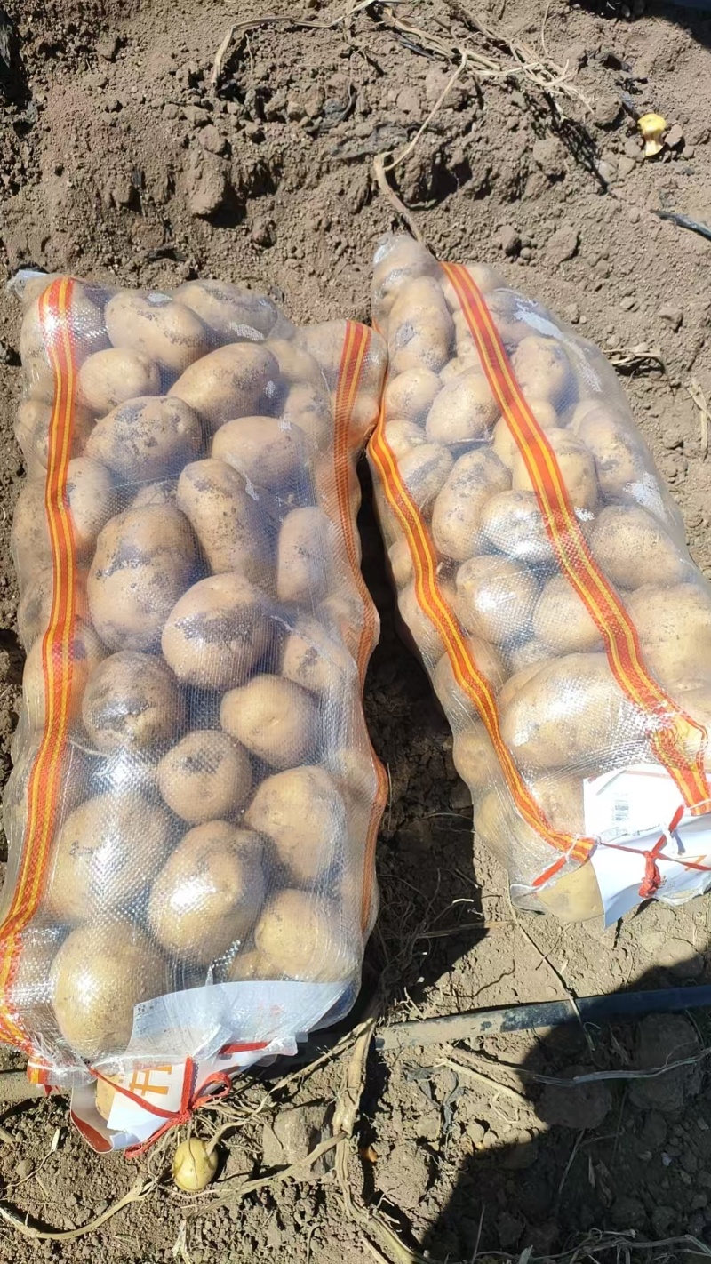 内蒙古土豆太和土豆产地直发货源充足品种齐全质量保证发全国