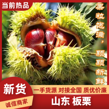 山东板栗大量有货,一件代发对接电商抖音快手拼夕夕