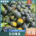 内蒙贝贝南瓜陕西大荔提货,视频看货对接一件代发抖音