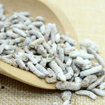白丁香