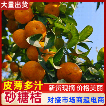 广西精品沙糖桔/供应商超/电商/社区团购/全国发货