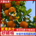 广西精品沙糖桔/供应商超/电商/社区团购/全国发货