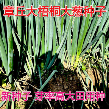 章丘大葱种子大梧桐葱白长按斤批发大田用种产量高