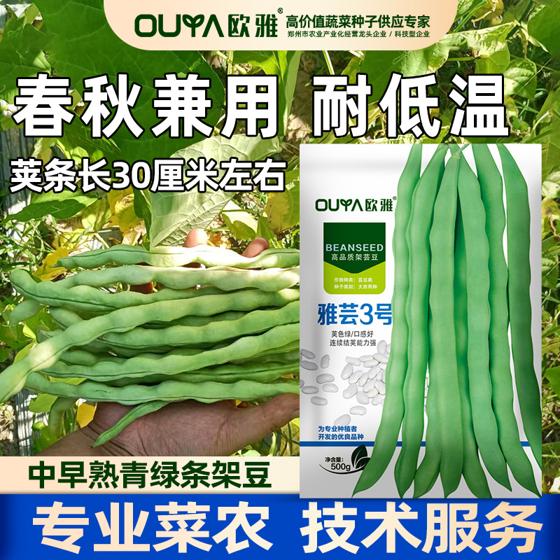 青绿条高产芸豆种子雅芸3号耐热耐寒芸豆角种籽架豆种子大全