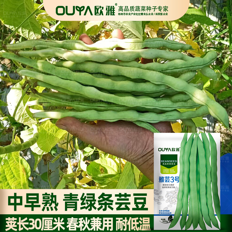 青绿条高产芸豆种子雅芸3号耐热耐寒芸豆角种籽架豆种子大全