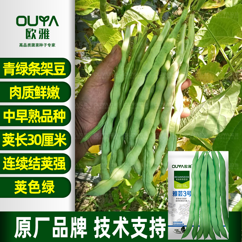青绿条高产芸豆种子雅芸3号耐热耐寒芸豆角种籽架豆种子大全