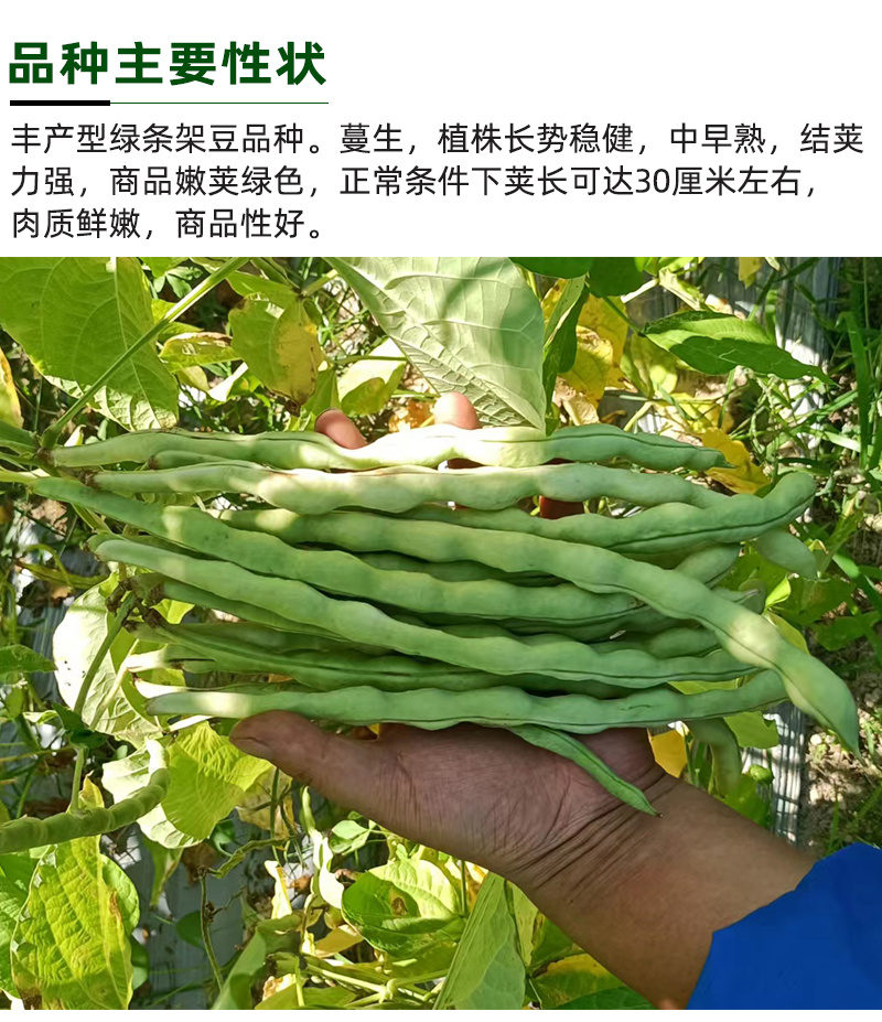 青绿条高产芸豆种子雅芸3号耐热耐寒芸豆角种籽架豆种子大全