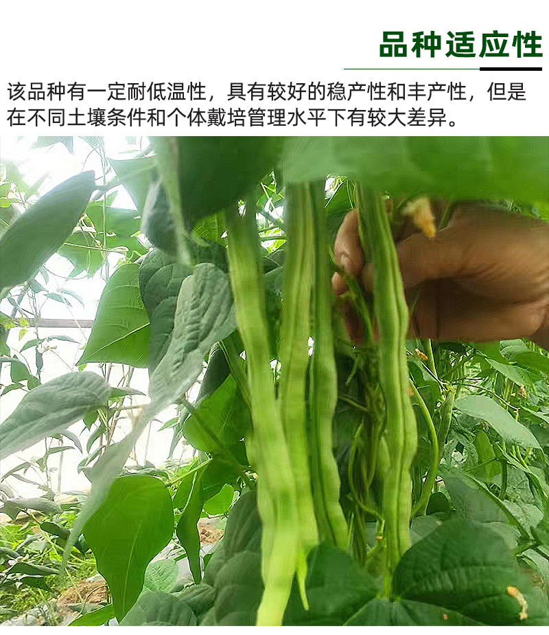 青绿条高产芸豆种子雅芸3号耐热耐寒芸豆角种籽架豆种子大全
