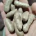河北蠡县山药豆产地直发货源充足欢迎随时电话联系