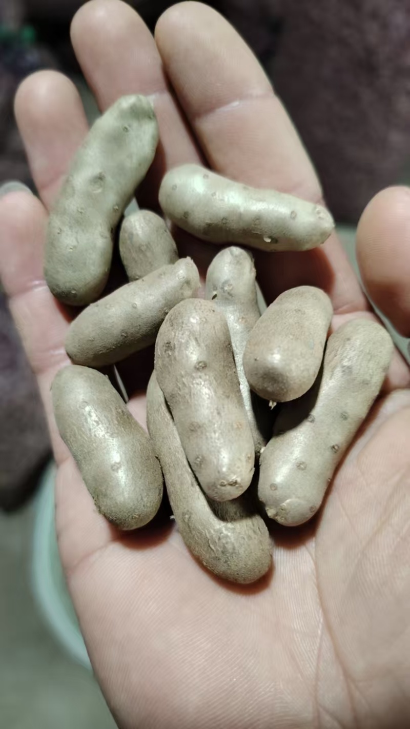 河北蠡县山药豆产地直发货源充足欢迎随时电话联系