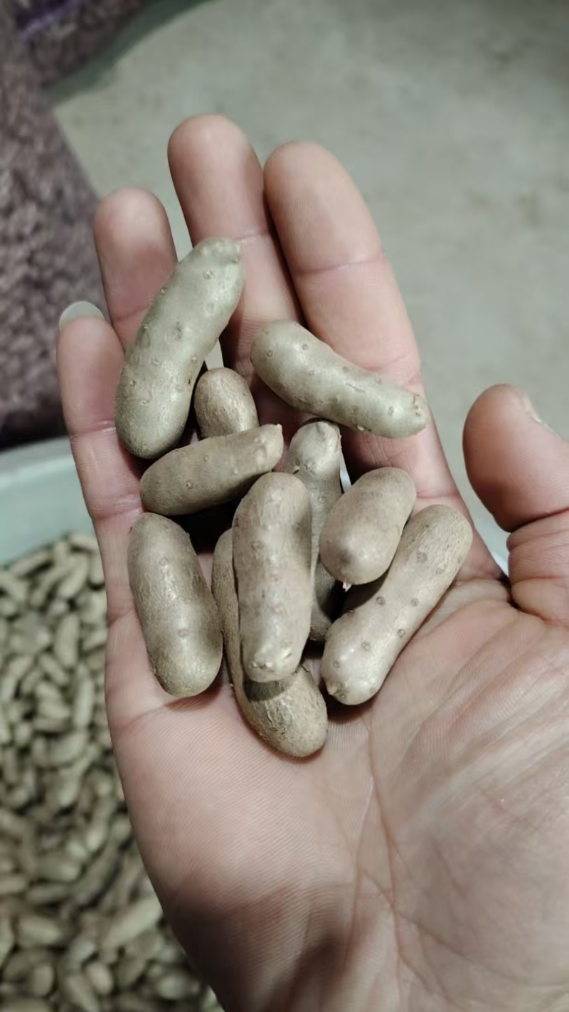 河北蠡县山药豆产地直发货源充足欢迎随时电话联系