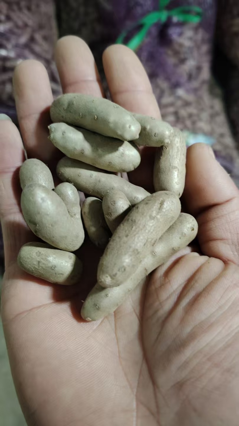 河北蠡县山药豆产地直发货源充足欢迎随时电话联系