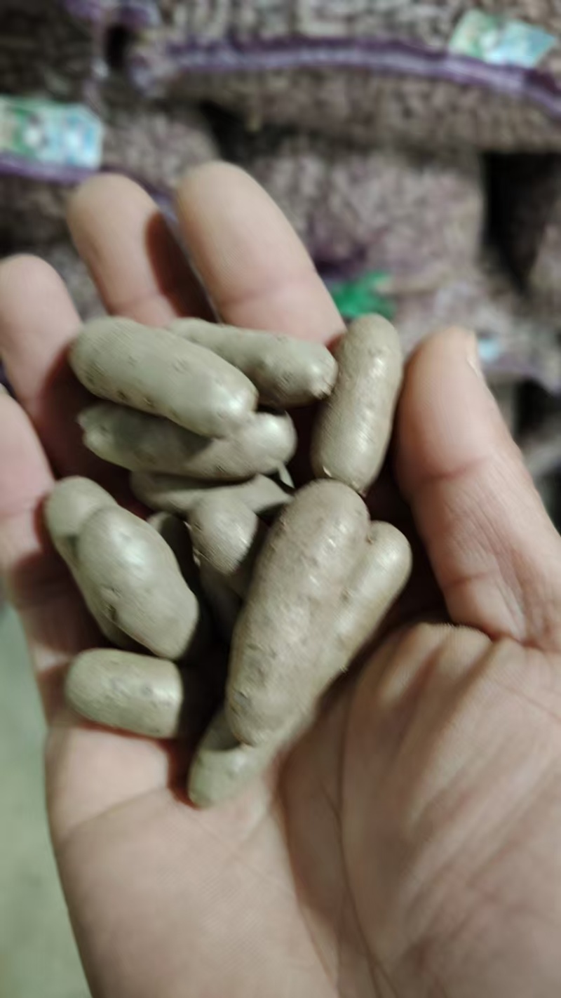 河北蠡县山药豆产地直发货源充足欢迎随时电话联系