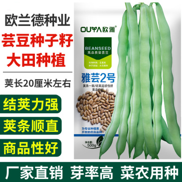 绿白条高产芸豆种子籽耐热耐寒无筋豆宽扁四季豆芸豆种子大全