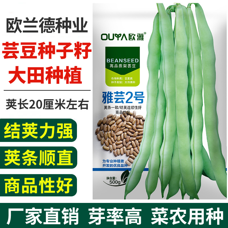 绿白条高产芸豆种子籽耐热耐寒无筋豆宽扁四季豆芸豆种子大全
