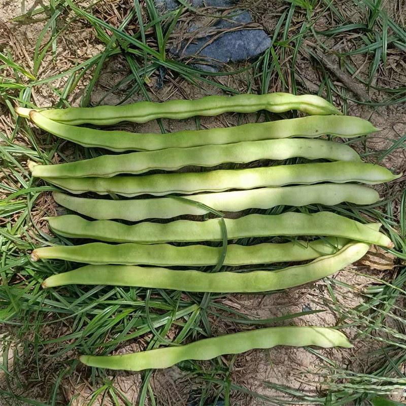 绿白条高产芸豆种子籽耐热耐寒无筋豆宽扁四季豆芸豆种子大全