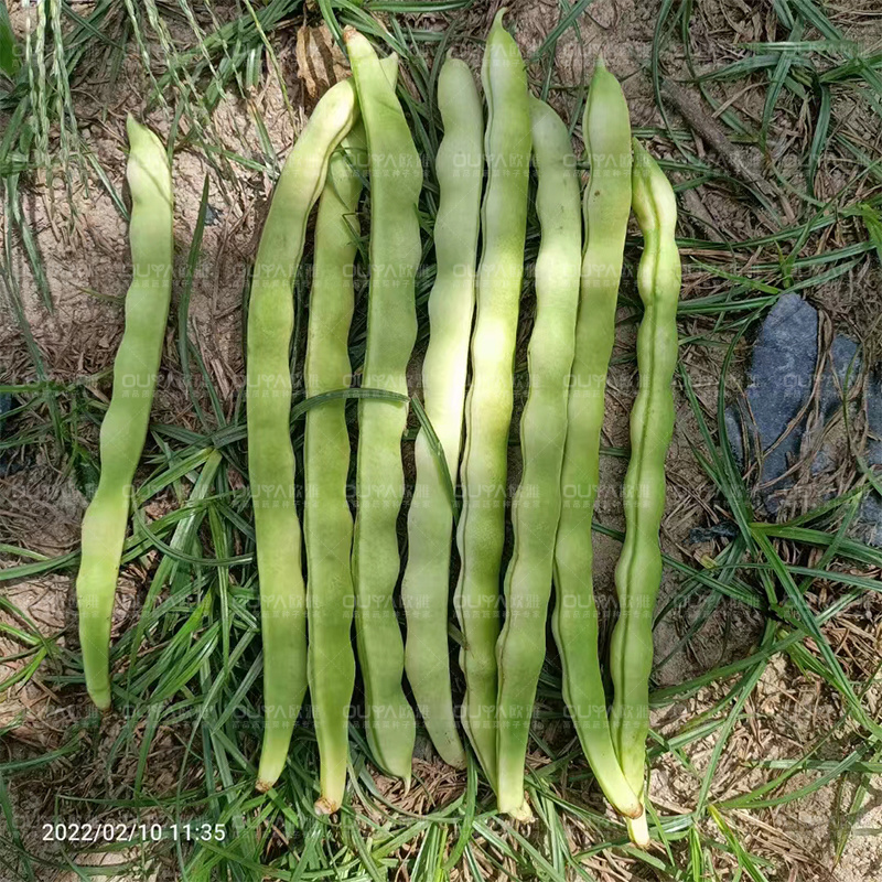 绿白条高产芸豆种子籽耐热耐寒无筋豆宽扁四季豆芸豆种子大全