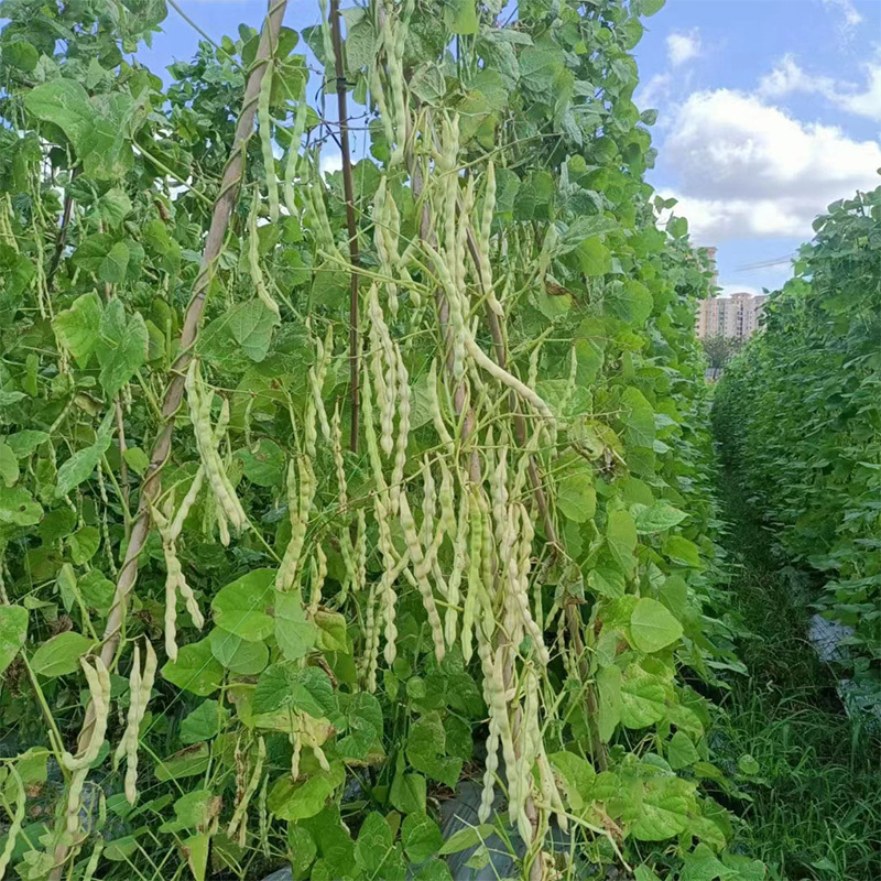 绿白条高产芸豆种子籽耐热耐寒无筋豆宽扁四季豆芸豆种子大全