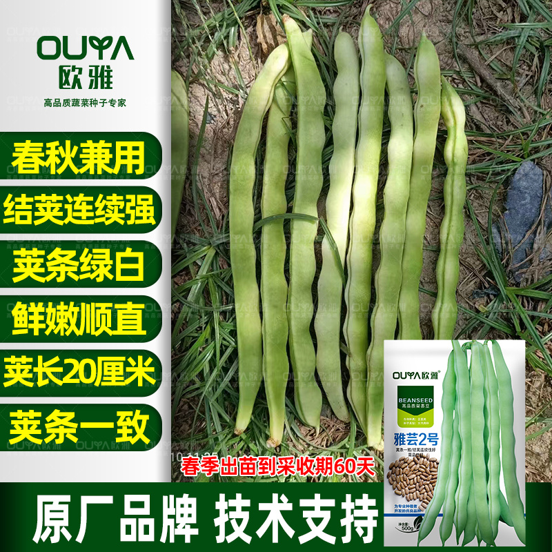 绿白条高产芸豆种子籽耐热耐寒无筋豆宽扁四季豆芸豆种子大全