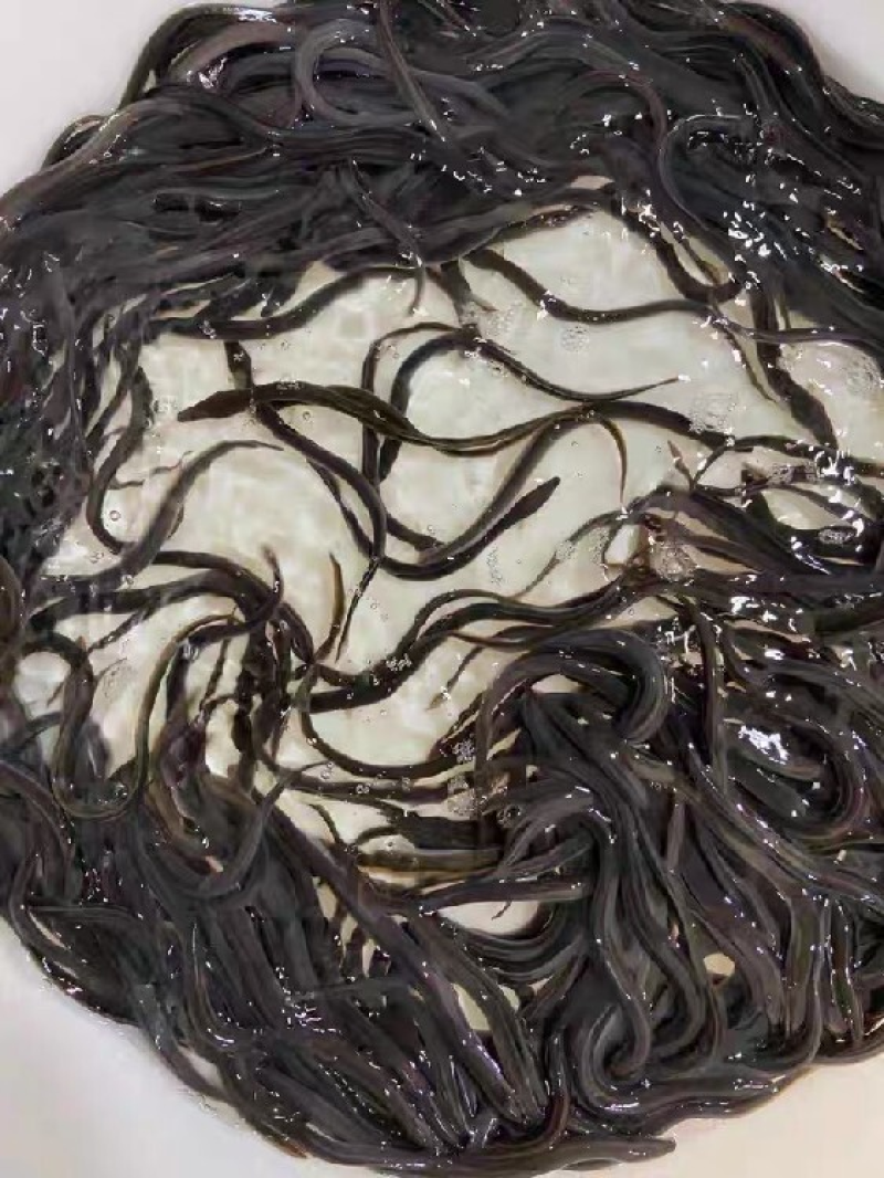 【牛气商家】鳗鱼苗货量充足规格齐全视频看货接受预定