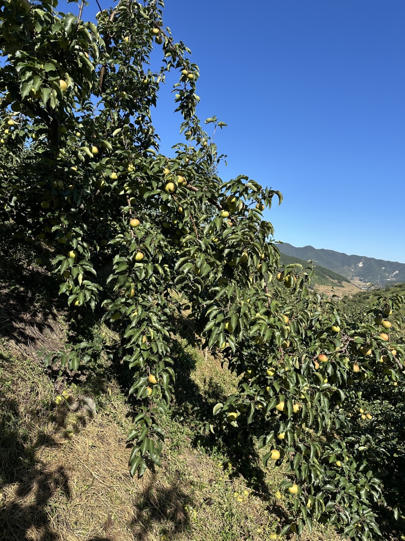 辽宁苹果梨产地直出可直接电话联系，口感好，皮薄，甜脆多汁