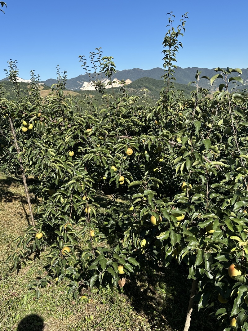 辽宁苹果梨自家果树园口感好，皮薄，甜脆多汁，可直接电话联系