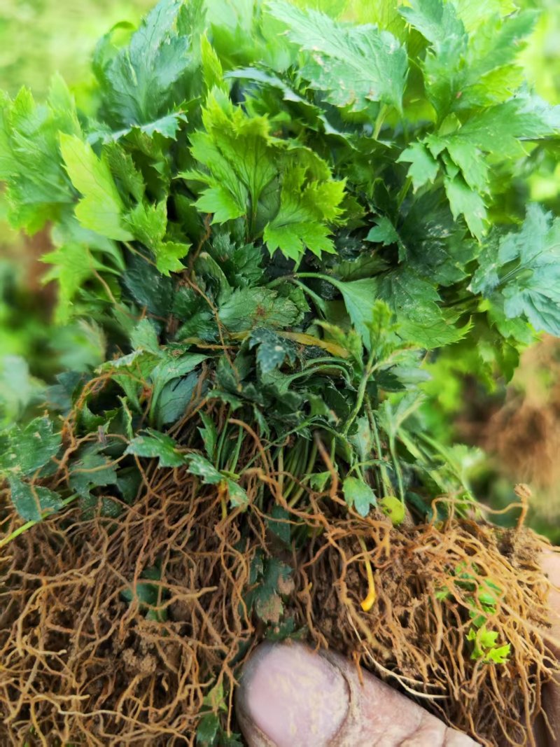 黄连苗湖北基地直发规格齐全保质保量供货