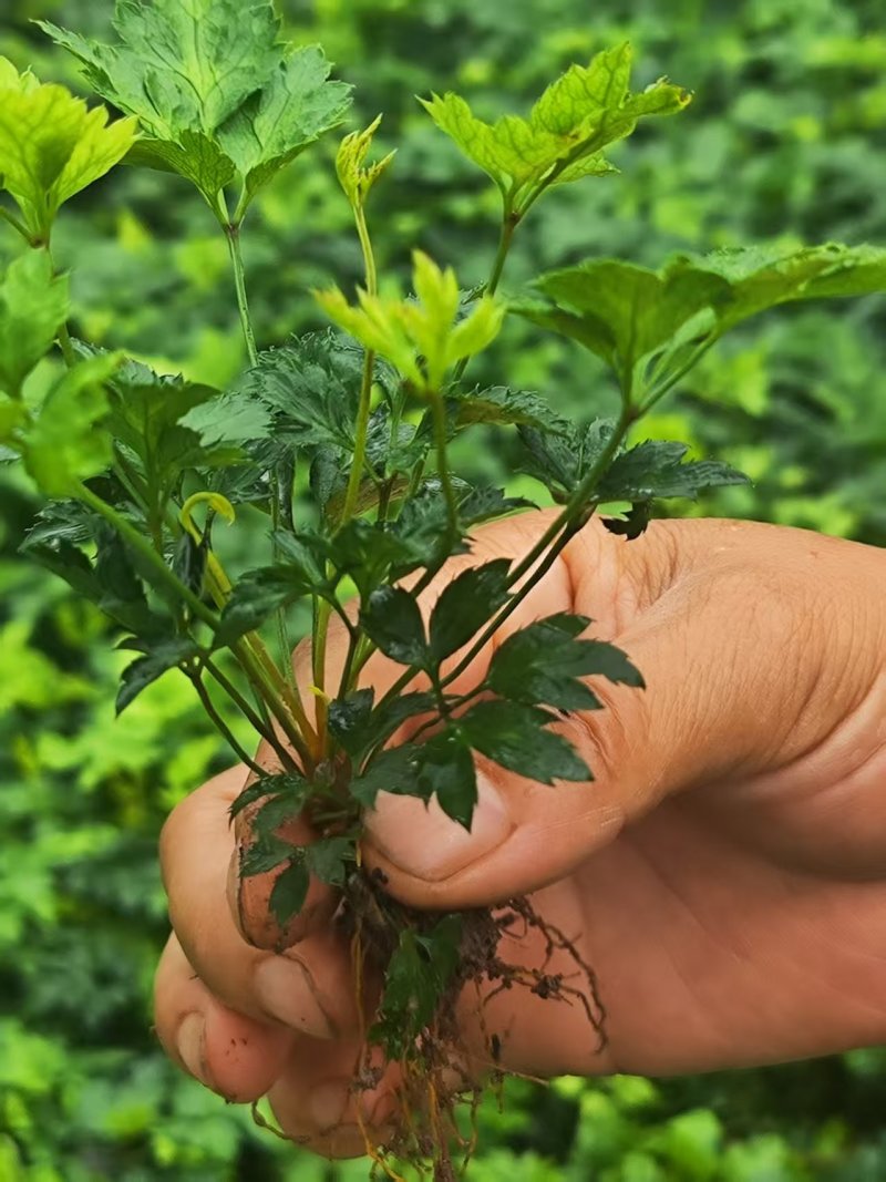 黄连苗湖北基地直发规格齐全保质保量供货