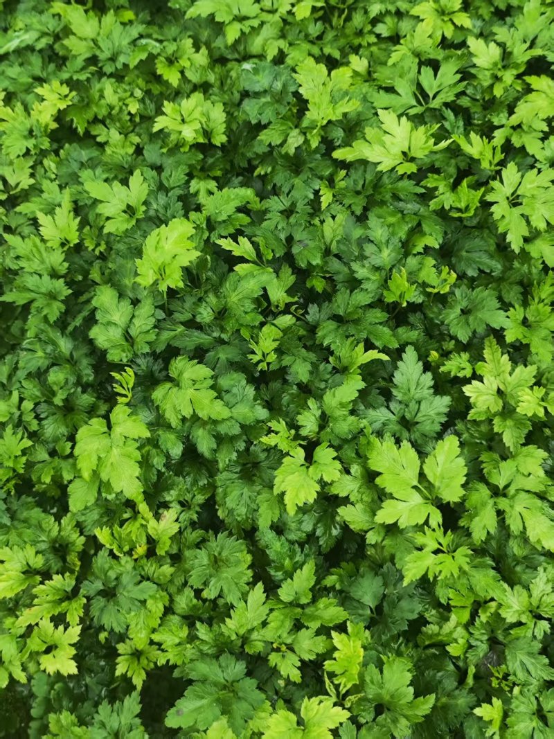 黄连苗湖北基地直发规格齐全保质保量供货