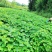 山桐子苗湖北基地直发规格齐全保质保量供货