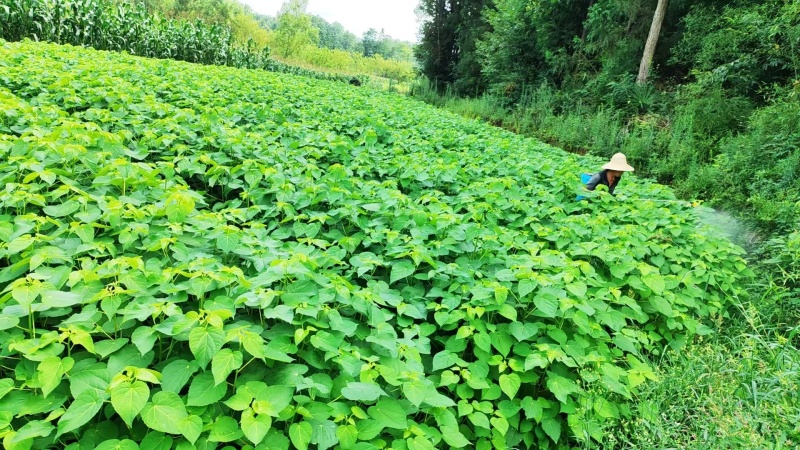 山桐子苗湖北基地直发规格齐全保质保量供货