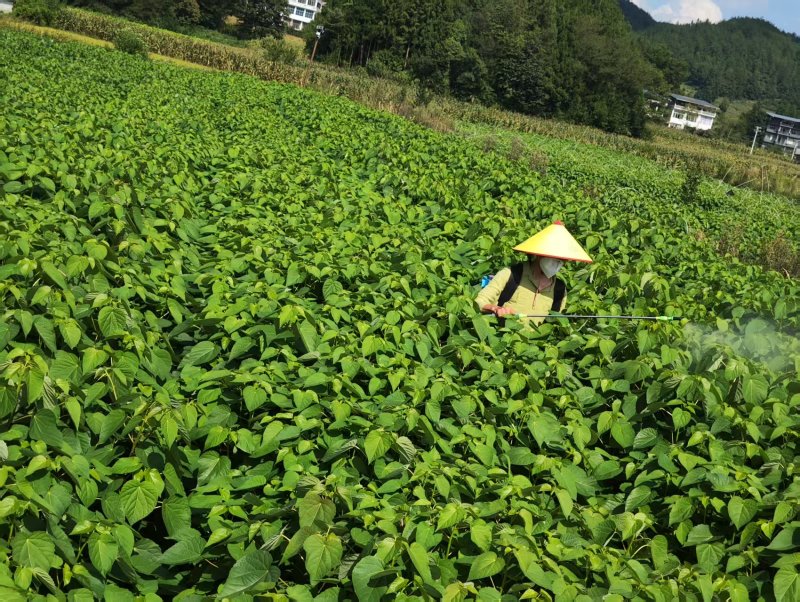 山桐子苗湖北基地直发规格齐全保质保量供货