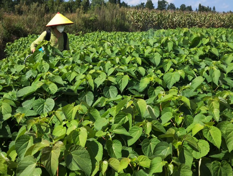 山桐子苗湖北基地直发规格齐全保质保量供货