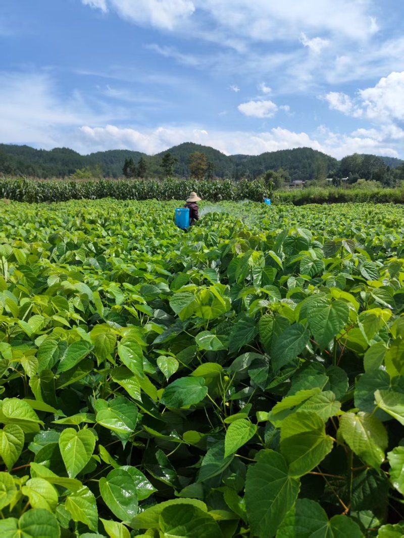 山桐子苗湖北基地直发规格齐全保质保量供货