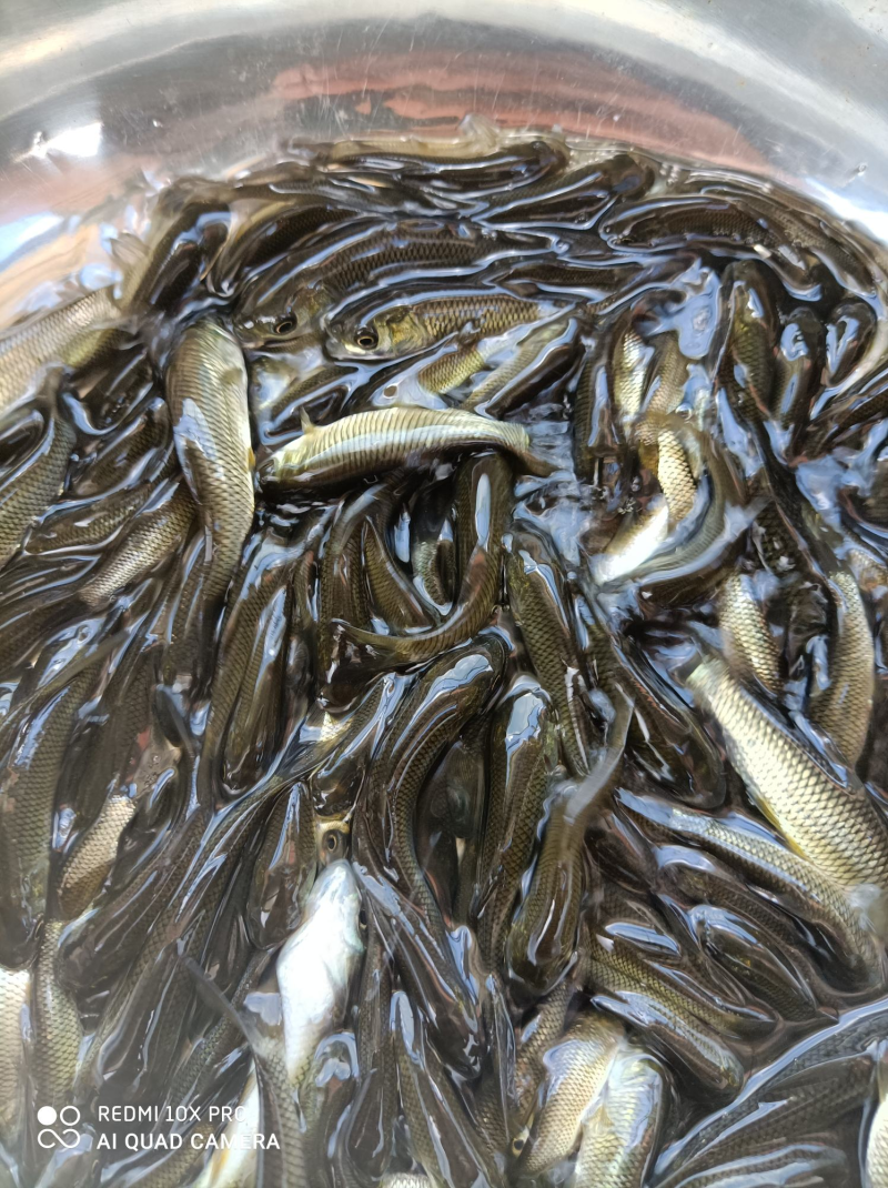 草鱼苗价格合理规格齐全对接全国下单