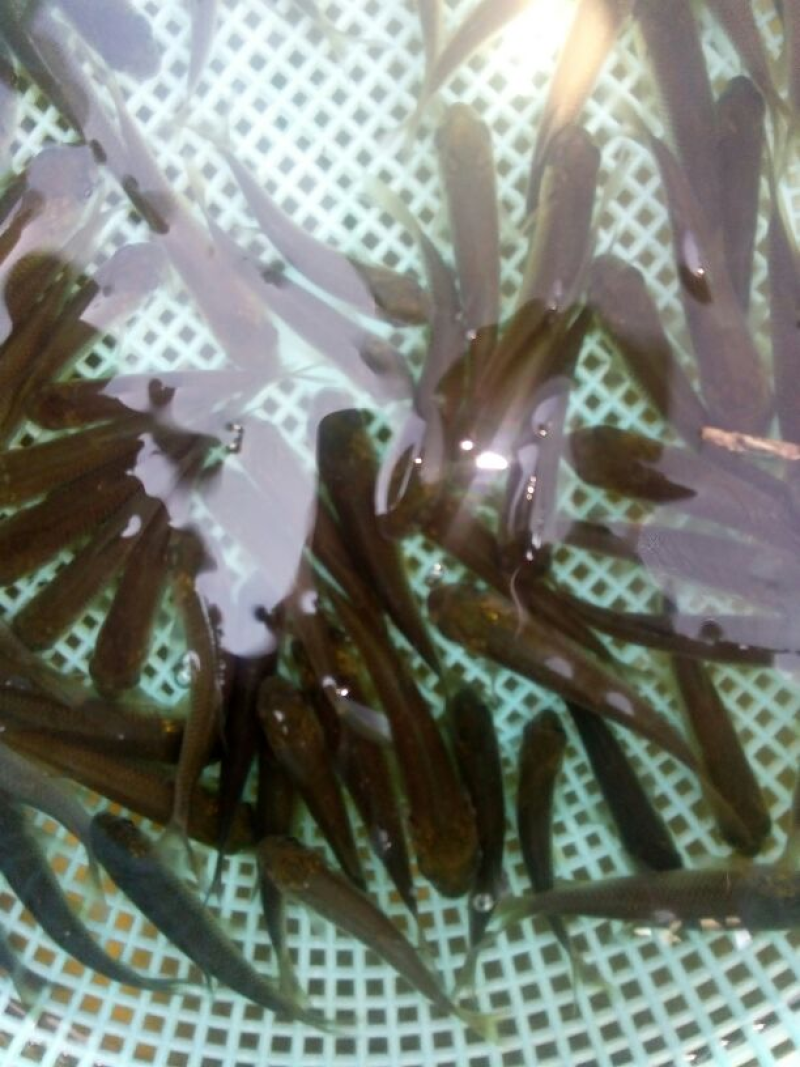 草鱼苗价格合理规格齐全对接全国下单