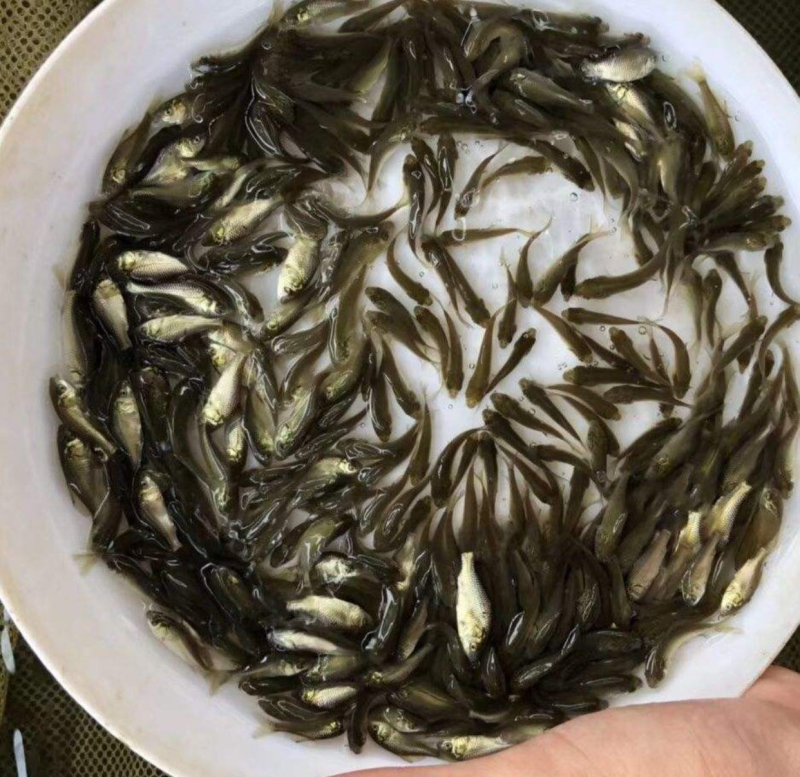 中科五鲫鱼苗抗病力强包成活常年可发货欢迎进店联系