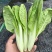 【热卖小白菜量大质优价格优惠一手货源欢迎咨询
