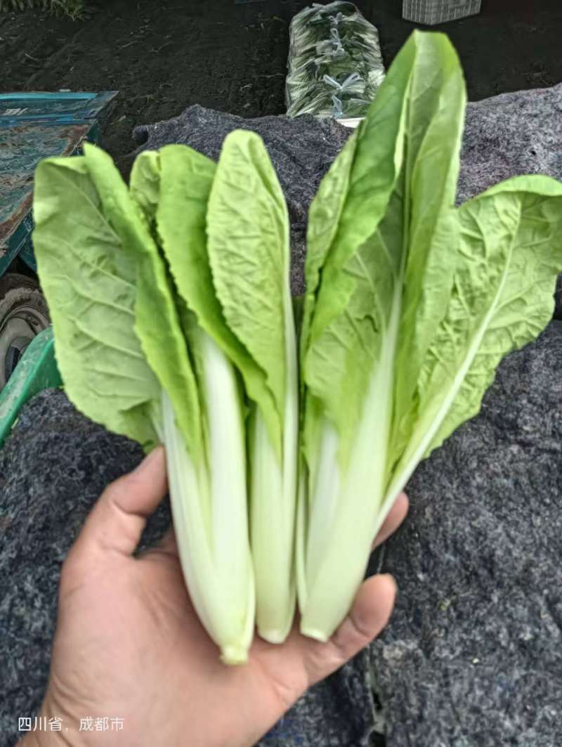【热卖小白菜量大质优价格优惠一手货源欢迎咨询