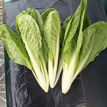 【热卖小白菜量大质优价格优惠一手货源欢迎咨询
