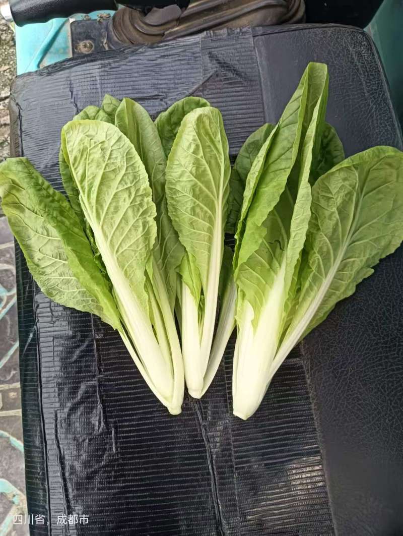 【热卖小白菜量大质优价格优惠一手货源欢迎咨询