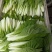 【热卖小白菜量大质优价格优惠一手货源欢迎咨询
