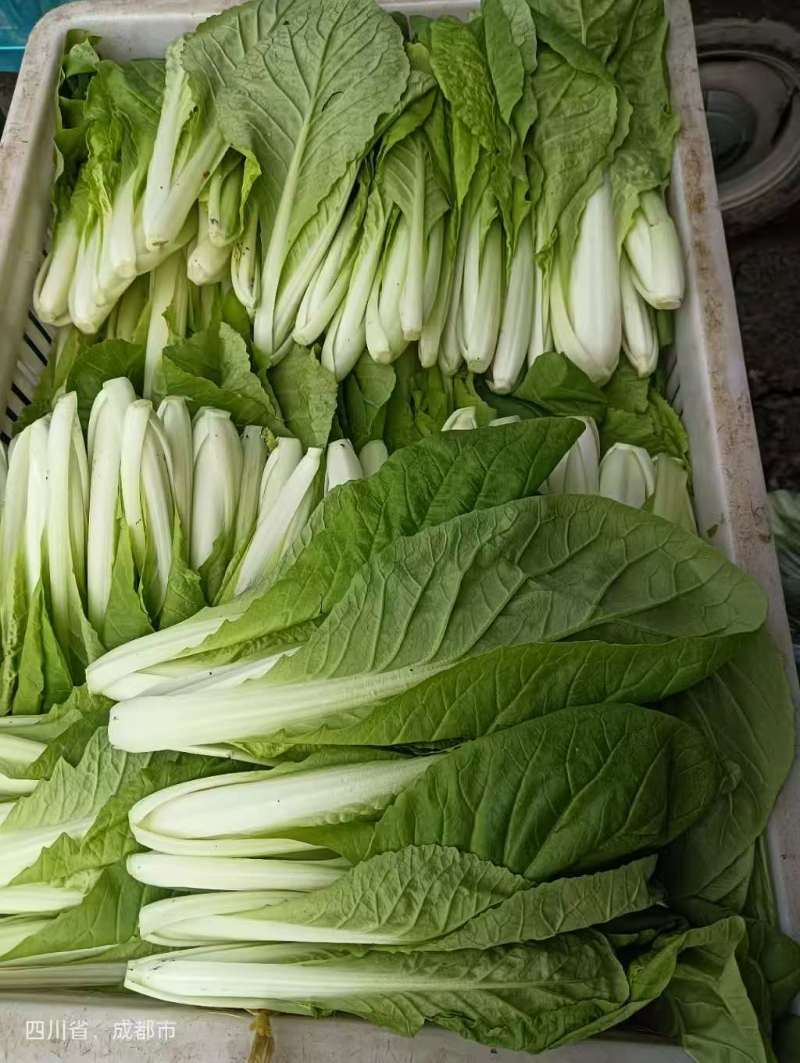 【热卖小白菜量大质优价格优惠一手货源欢迎咨询