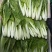 【热卖小白菜量大质优价格优惠一手货源欢迎咨询