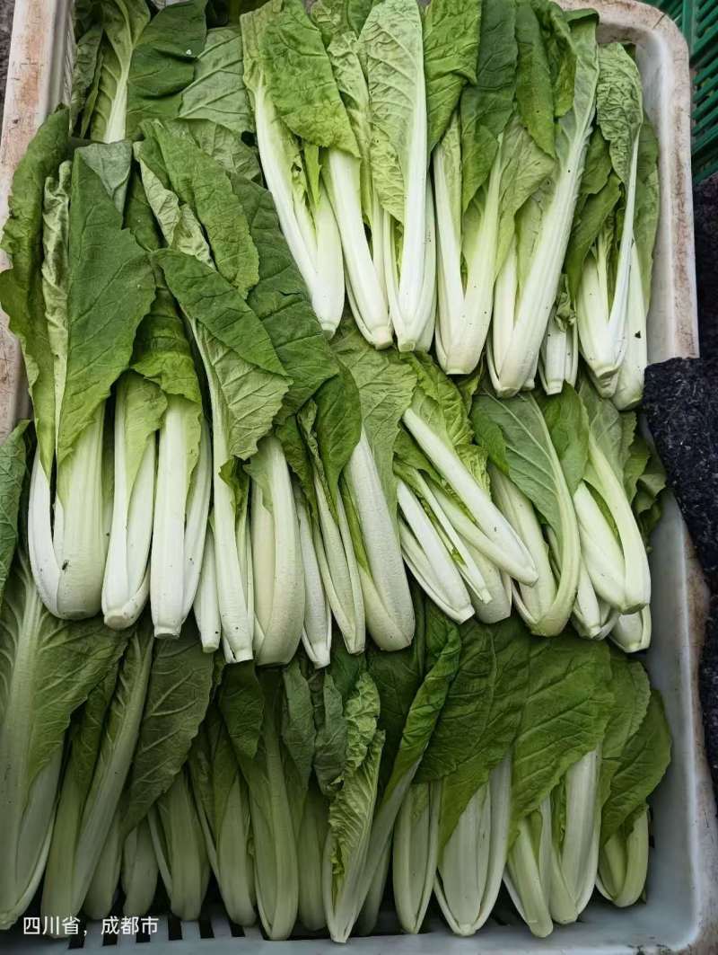 【热卖小白菜量大质优价格优惠一手货源欢迎咨询