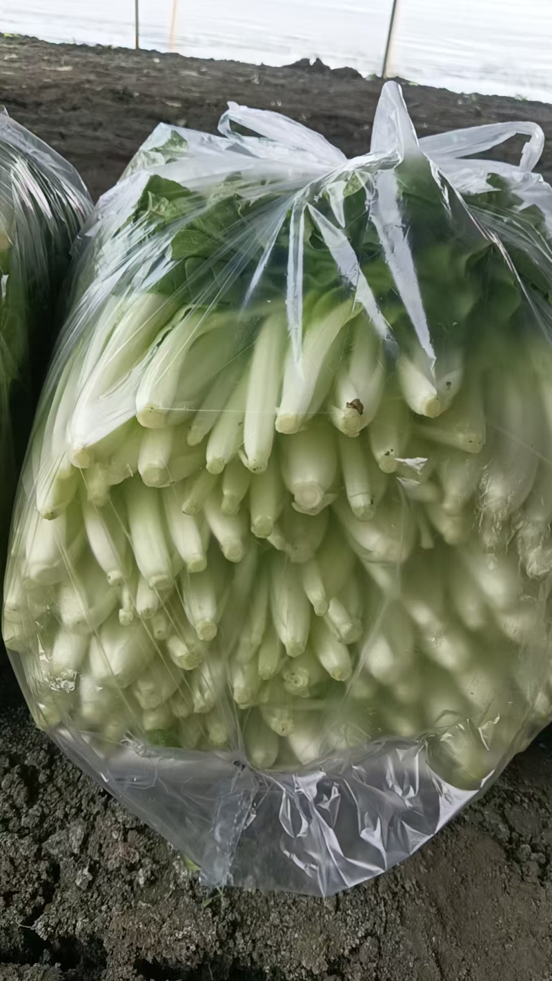 【热卖小白菜量大质优价格优惠一手货源欢迎咨询